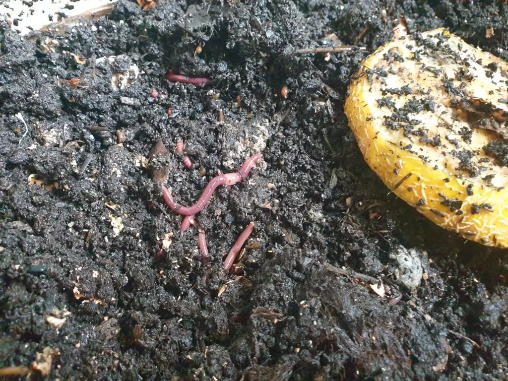 Worm castings vermicomposting