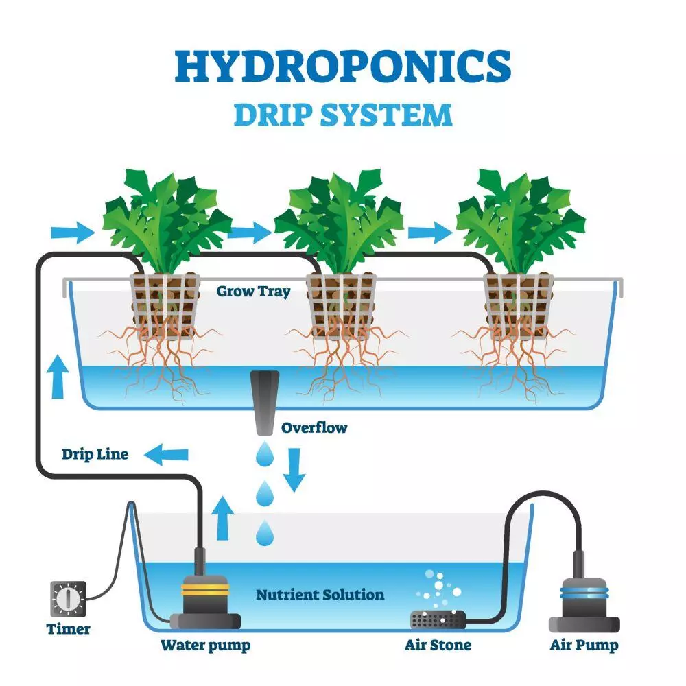 Hydroponics drip system explained