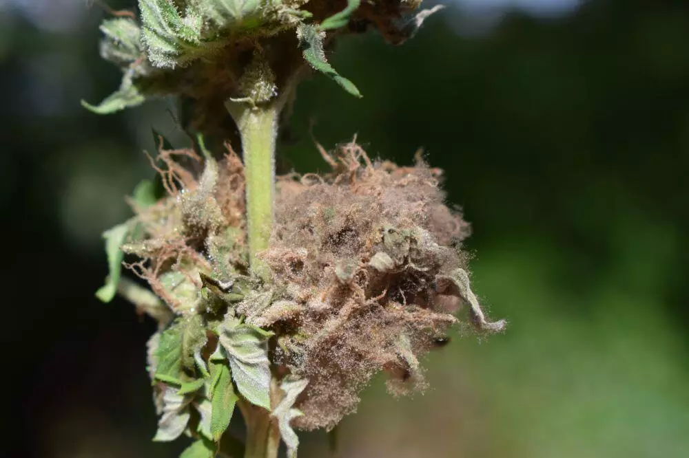 Mold on cannabis plant