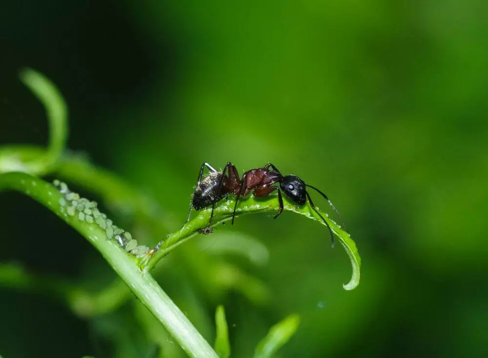 Ant aphid farm