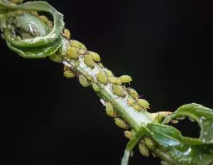 Aphid infestation