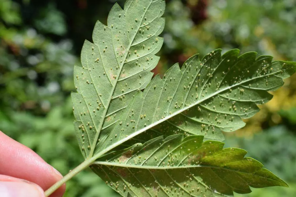 Aphids on a marijuana leave