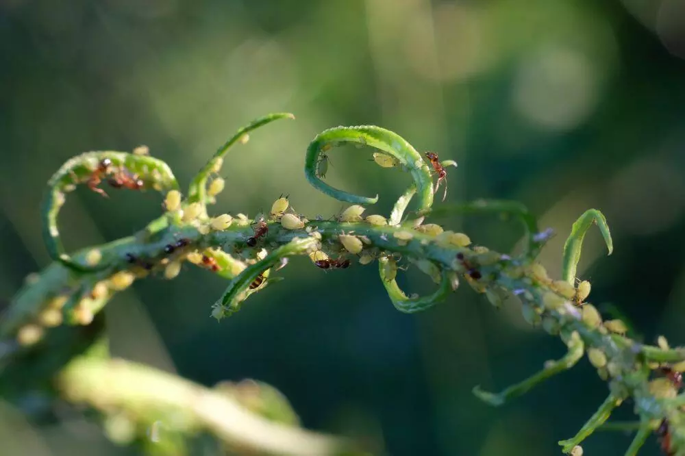 Ants milking aphids