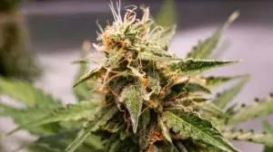 Read more about the article Marijuana Autoflower Flowering Slowly: 12 Causes and Solutions