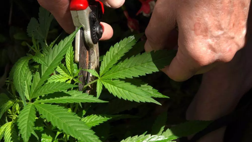 Pruning cannabis plants