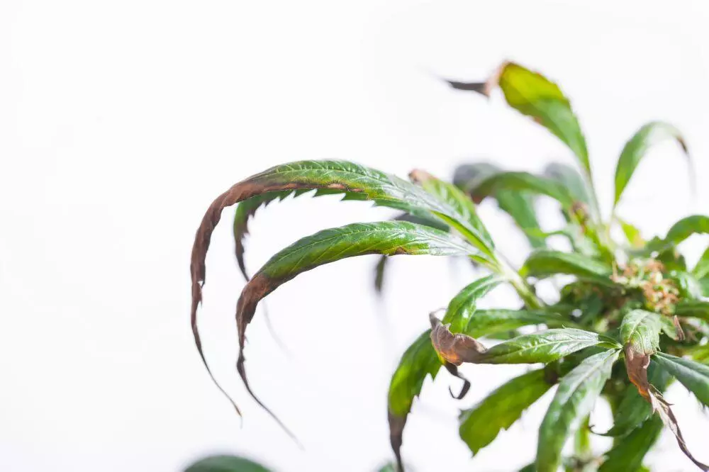 Leaves curling down excess nitrogen