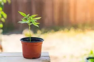 Marijuana clone in pot outside