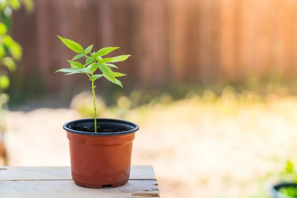 Marijuana clone in pot outside