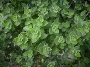 Oregano plant