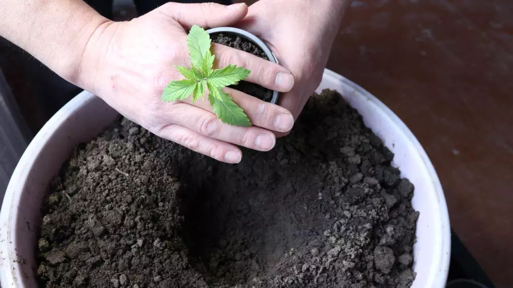 Transplanting autoflower