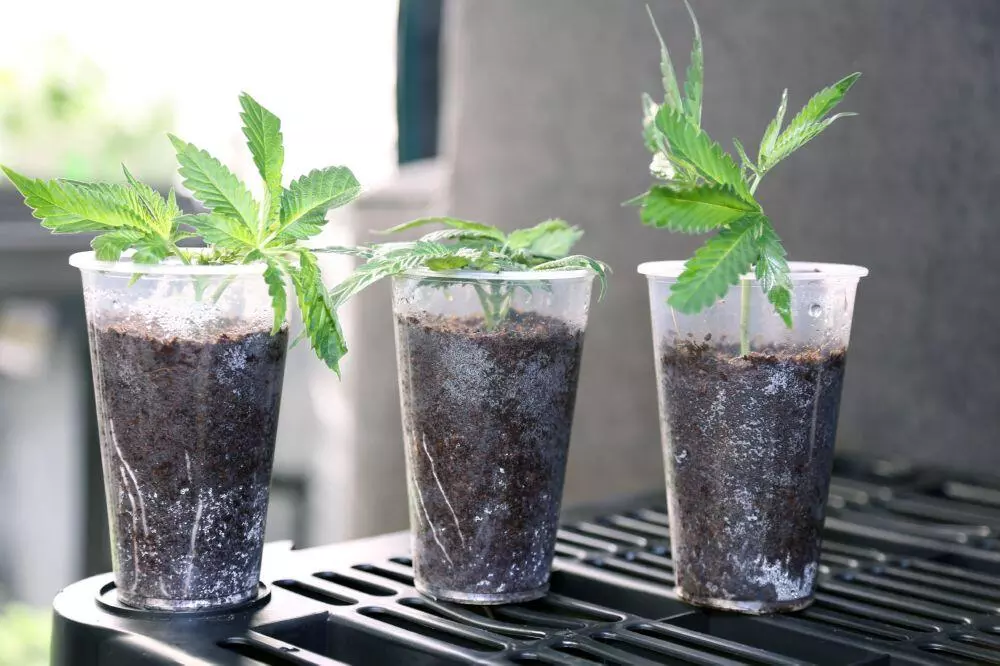 Weed clones in glass pots