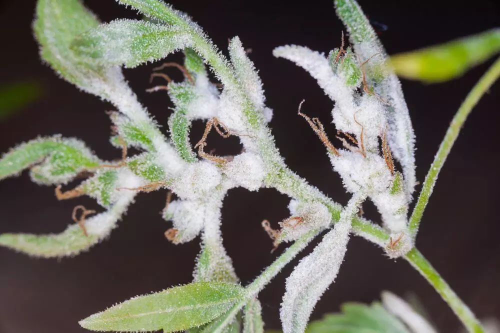 White mold cannabis plant