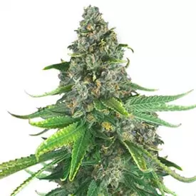 aurora indica feminized