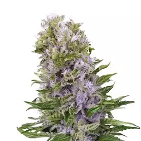 blueberry 420 regular marijuana seeds