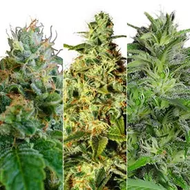 medical feminized cannabis seeds combo pack